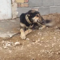 سگ دوبرمن|سگ|کرمانشاه, |دیوار