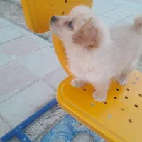 سگ پامر