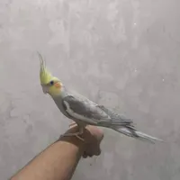 عروس هلندی نر گم شده|حیوانات|اسلام‌شهر, |دیوار