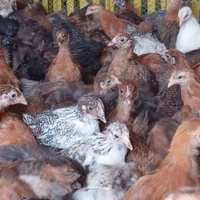 ارزانسرای جوجه محلی مرغ بوقلمون|حیوانات مزرعه|زابل, |دیوار