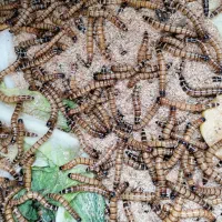 کرم سوپرورم سوپر ورم طعمه ماهی گیری