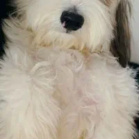 سگ شیتزو|سگ|کرمان, |دیوار