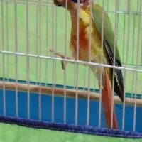 جوجه گرین دوماه