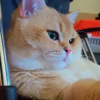 گربه نر بریتیش جهت جفت گیری