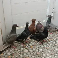 جوجه