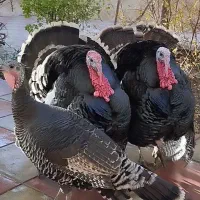 فروش بوقلمون