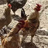 خروس گلین اصل