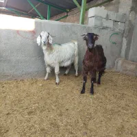 فروش بز دوقلوزا