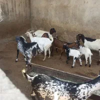 فروش کهر|حیوانات مزرعه|درگهان, |دیوار