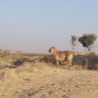 دله خراسانی|سگ|نهاوند, |دیوار