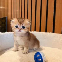 گربه مینیاتوری