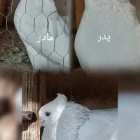 کبوتر چشم و نوک سفید|پرنده|فلاورجان, |دیوار