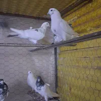 36 عدد کفتر آس کبوتر|پرنده|قرچک, زیبا شهر|دیوار