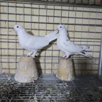 کبوتر اصفهانی پر