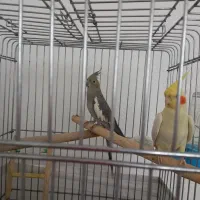 سه عدد عروس هلندی مولد