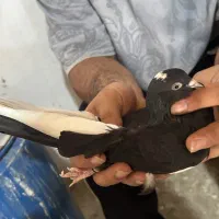 کبوتر ماده پرشی