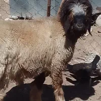 بره میش