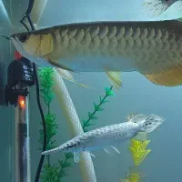 ماهی اکواریوم اروانا گلدن ۲۴k|ماهی|کرمان, |دیوار