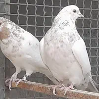 کبوترفروشی|پرنده|کاشان, میدان میوه تره بار|دیوار