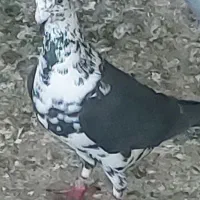 کبوتر گوره سیاه