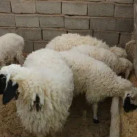 بره  فروشی|حیوانات مزرعه|فردوس (خراسان), |دیوار