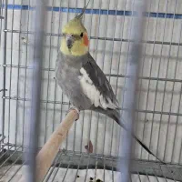 پرنده|پرنده|قیدار, |دیوار