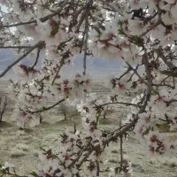 باغ-میوه-و-بادام-1700-متر-تیران-کرون