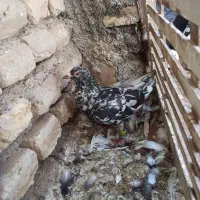 کوهی چاپی