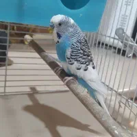 مرغ عشق|پرنده|تهران, یافت‌آباد|دیوار