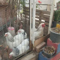 حیوانات خانگی