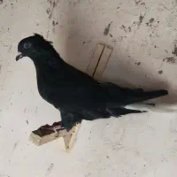 نر زاغ دم سفید کلاهی