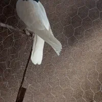 کبوتر|پرنده|رفسنجان, |دیوار