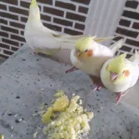 جوجه عروس هلندی