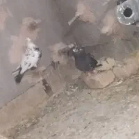 کفتر ۲۰۰  ساررو فروختم اون دوتا یه دگه هستن۲۰۰