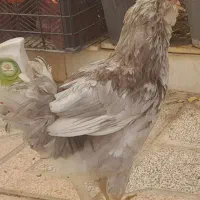 خروش گلین مرغ محلی|حیوانات مزرعه|کرمانشاه, |دیوار