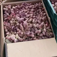 پسته تازه|خوردنی و آشامیدنی|تهران, فدک|دیوار