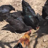 مرغ بلک استار