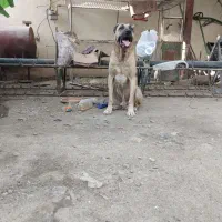 سگ سرابی اصیل|سگ|گرگان, |دیوار