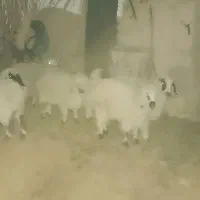 بره ماده|حیوانات مزرعه|ریگ ملک, |دیوار