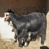 بز وکهر|حیوانات مزرعه|شیراز, داریون|دیوار