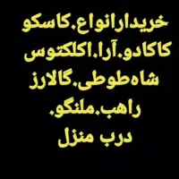 طوطی ارا کاسکو اکلکتوس