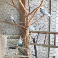 مرغ عشق|پرنده|ساری, |دیوار