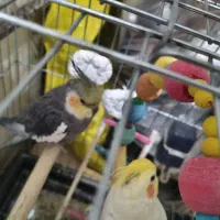 عروس هلندی|پرنده|قرچک, مهدیه|دیوار