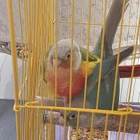 پرنده گرینچیک رام ودستی دوسه کلمه صحبت میکنه