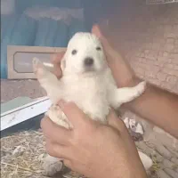 سگ پاکوتاه اشپیتز|سگ|تهران, امام زاده عبدالله|دیوار