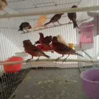 فروش قناری نر ماده