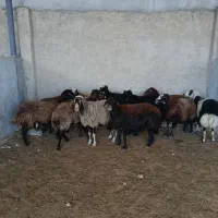 ۱۲راس میش جوان وآبستن همه جوان