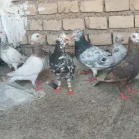 کوهی دورگ
