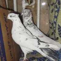 کفتر پرشی کاکلی|حیوانات|تهران, جوادیه تهرانپارس|دیوار