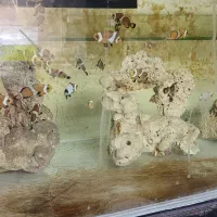 دلقک ماهی آب شور